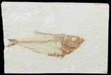 Bargain, Diplomystus Fossil Fish - Wyoming #67932-1
